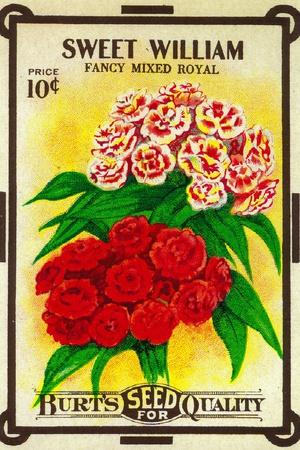 1930's SWEET WILLIAM FLOWER LITHO SEED PACKET EVERITT'S SEED INDIANAPOLIS,IND 