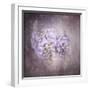 Sweet Wisteria-Jai Johnson-Framed Giclee Print