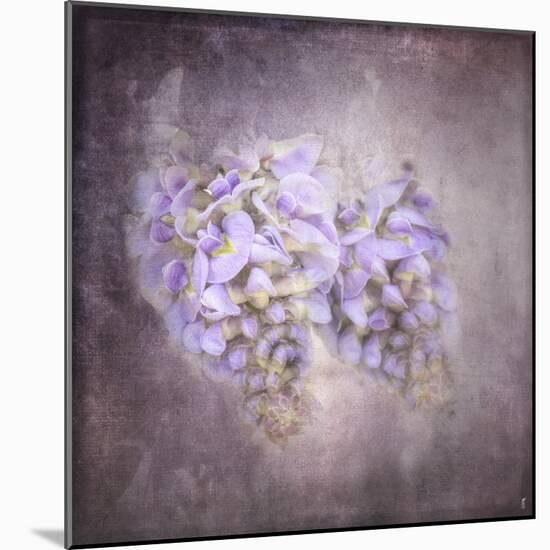 Sweet Wisteria-Jai Johnson-Mounted Giclee Print