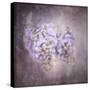 Sweet Wisteria-Jai Johnson-Stretched Canvas