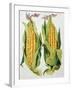 Sweetcorn, 2013-Jennifer Abbott-Framed Giclee Print