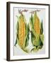 Sweetcorn, 2013-Jennifer Abbott-Framed Giclee Print