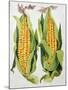 Sweetcorn, 2013-Jennifer Abbott-Mounted Giclee Print