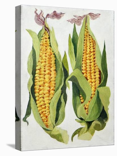 Sweetcorn, 2013-Jennifer Abbott-Stretched Canvas