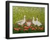 Sweetcorn-Geese-Ditz-Framed Giclee Print