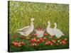 Sweetcorn-Geese-Ditz-Stretched Canvas