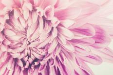 Chrysanthemum Flower-SweetCrisis-Photographic Print