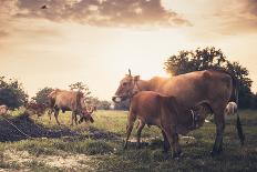 Cow on Grass Meadow Vintage-SweetCrisis-Framed Photographic Print