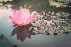 Lotus or Water Lily Flower-SweetCrisis-Photographic Print