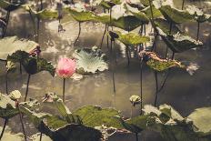 Lotus or Water Lily Flower Vintage-SweetCrisis-Photographic Print