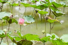 Lotus or Water Lily Flower Vintage-SweetCrisis-Laminated Photographic Print