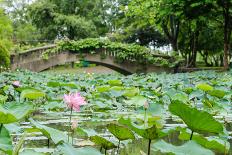 Lotus or Water Lily Flower Vintage-SweetCrisis-Framed Photographic Print