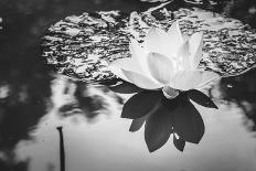 Lotus or Water Lily Flower Vintage-SweetCrisis-Photographic Print