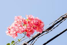 Paper Flowers or Bougainvillea-SweetCrisis-Photographic Print