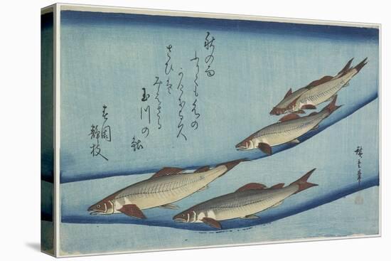 Sweetfish, 1832-1833-Utagawa Hiroshige-Stretched Canvas