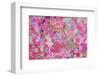 Sweetness all over-Claire Westwood-Framed Art Print