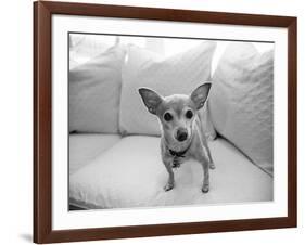 Sweetpea-Kim Levin-Framed Photographic Print