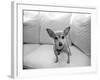 Sweetpea-Kim Levin-Framed Photographic Print