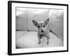 Sweetpea-Kim Levin-Framed Photographic Print