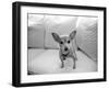 Sweetpea-Kim Levin-Framed Photographic Print