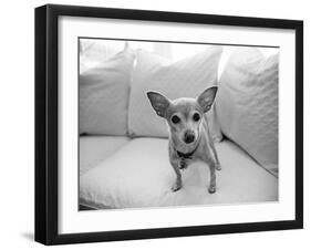 Sweetpea-Kim Levin-Framed Photographic Print