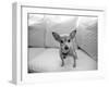 Sweetpea-Kim Levin-Framed Photographic Print