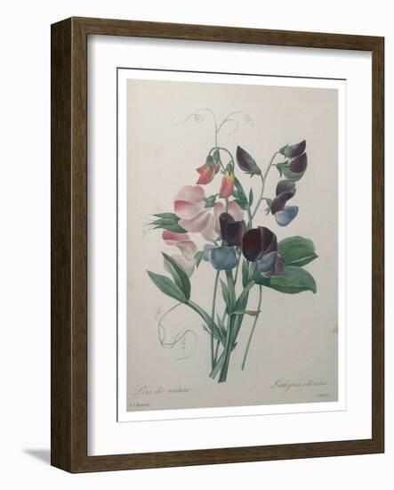 Sweetpea-Pierre-Joseph Redoute-Framed Art Print