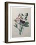 Sweetpea-Pierre-Joseph Redoute-Framed Art Print