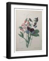 Sweetpea-Pierre-Joseph Redoute-Framed Art Print