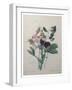 Sweetpea-Pierre-Joseph Redoute-Framed Art Print