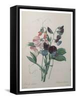 Sweetpea-Pierre-Joseph Redoute-Framed Stretched Canvas