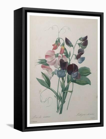 Sweetpea-Pierre-Joseph Redoute-Framed Stretched Canvas