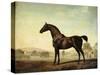 Sweetwilliam', a Bay Racehorse, in a Paddock, 1779-George Stubbs-Stretched Canvas