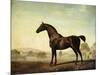Sweetwilliam', a Bay Racehorse, in a Paddock, 1779-George Stubbs-Mounted Premium Giclee Print