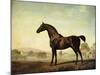 Sweetwilliam', a Bay Racehorse, in a Paddock, 1779-George Stubbs-Mounted Giclee Print