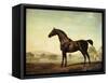 Sweetwilliam', a Bay Racehorse, in a Paddock-George Stubbs-Framed Stretched Canvas