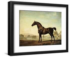 Sweetwilliam', a Bay Racehorse, in a Paddock-George Stubbs-Framed Premium Giclee Print