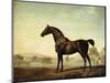 Sweetwilliam', a Bay Racehorse, in a Paddock-George Stubbs-Mounted Premium Giclee Print