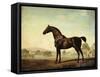 Sweetwilliam', a Bay Racehorse, in a Paddock-George Stubbs-Framed Stretched Canvas