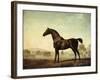 Sweetwilliam', a Bay Racehorse, in a Paddock-George Stubbs-Framed Giclee Print