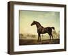 Sweetwilliam', a Bay Racehorse, in a Paddock-George Stubbs-Framed Giclee Print