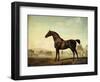 Sweetwilliam', a Bay Racehorse, in a Paddock-George Stubbs-Framed Giclee Print