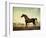 Sweetwilliam', a Bay Racehorse, in a Paddock-George Stubbs-Framed Giclee Print