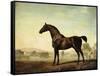 Sweetwilliam', a Bay Racehorse, in a Paddock-George Stubbs-Framed Stretched Canvas