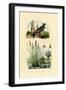 Swift, 1833-39-null-Framed Giclee Print