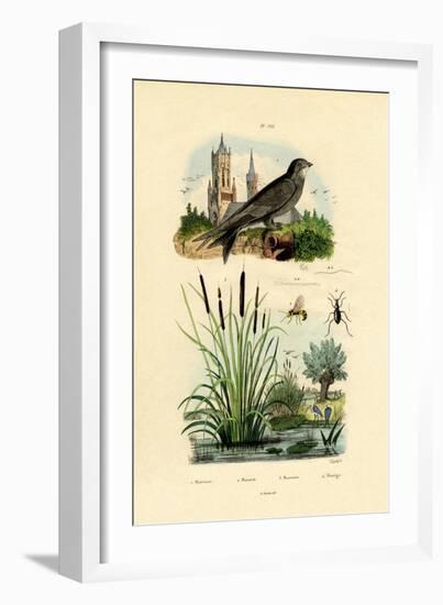 Swift, 1833-39-null-Framed Giclee Print