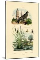 Swift, 1833-39-null-Mounted Giclee Print