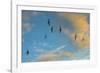 Swift flock screaming in flight against blue sky and clouds, Monmouthshire, Wales, UK-Phil Savoie-Framed Photographic Print