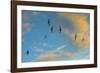 Swift flock screaming in flight against blue sky and clouds, Monmouthshire, Wales, UK-Phil Savoie-Framed Photographic Print