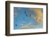 Swift flock screaming in flight against blue sky and clouds, Monmouthshire, Wales, UK-Phil Savoie-Framed Photographic Print